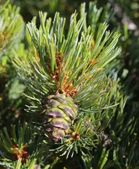 Dwarf Siberian Pine
