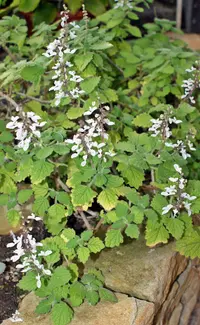 Thicket Spurflower