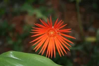 Gerbera daisy