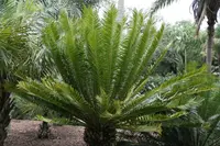 Kenyan Giant Cycad