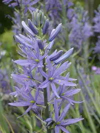 large camas