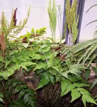 Mexican fern