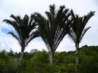 Giant Palm