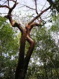 gumbo limbo