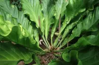 Anthurium plowmanii in the pot