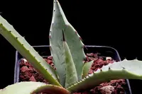 Agave durangensis