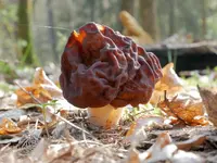 False Morel (Gyromitra esculenta) plant