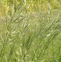 Mediterranean brome