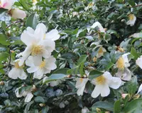 Camellia sasanqua