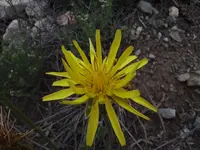 cutleaf vipergrass