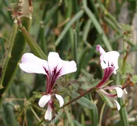 square-stemmed pelargonium