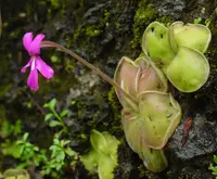 Mexican Butterwort