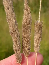 creeping meadow foxtail