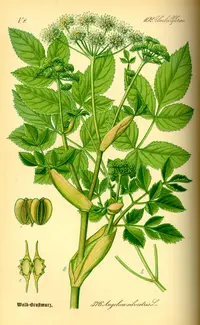 woodland angelica