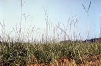 bahiagrass