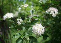Common ninebark