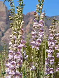 Palmer's penstemon (Penstemon palmeri) plant