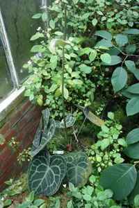 Anthurium clarinervium (Anthurium clarinervium) plant
