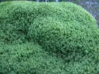 broom forkmoss