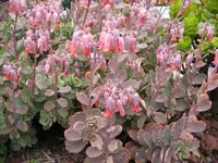 Lavender Scallops (Kalanchoe fedtschenkoi) plant