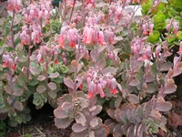 Lavender Scallops (Kalanchoe fedtschenkoi) plant