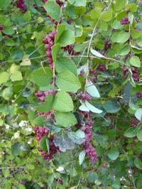 coralberry