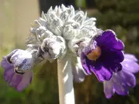 round-headed Himalayan primrose (Primula capitata) plant