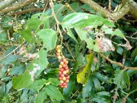 tasselberry