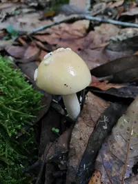 Cottony Volva Amanita (Amanita xylinivolva) plant