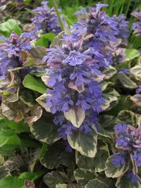 Bugleweed