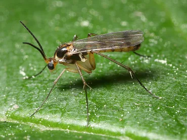 Fungus Gnats