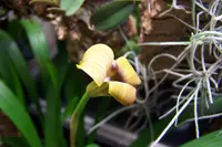 Maxillaria egertoniana