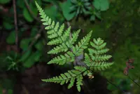 Hemionitis leucopoda (Hemionitis leucopoda) plant