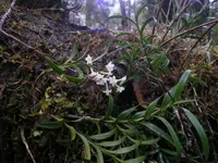 Easter Orchid