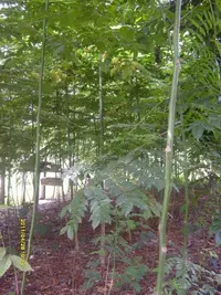 Pink Cedar