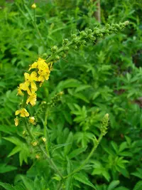 fragrant agrimony