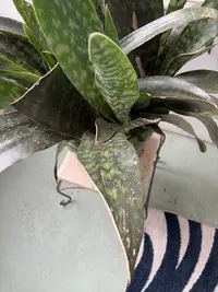 Snake plant photo by a Botan App user