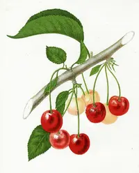 Prunus × gondouinii