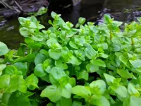 Bacopa caroliniana plant