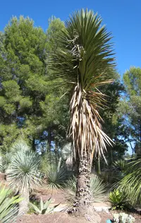 Palma China yucca