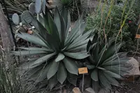 Agave ghiesbreghtii