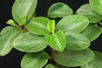 Peperomia 'Orba Lime'