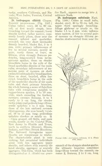Elliott's bluestem