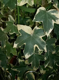 tree ivy (× Fatshedera) plant