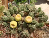 Cumulopuntia boliviana