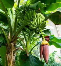 Plantain