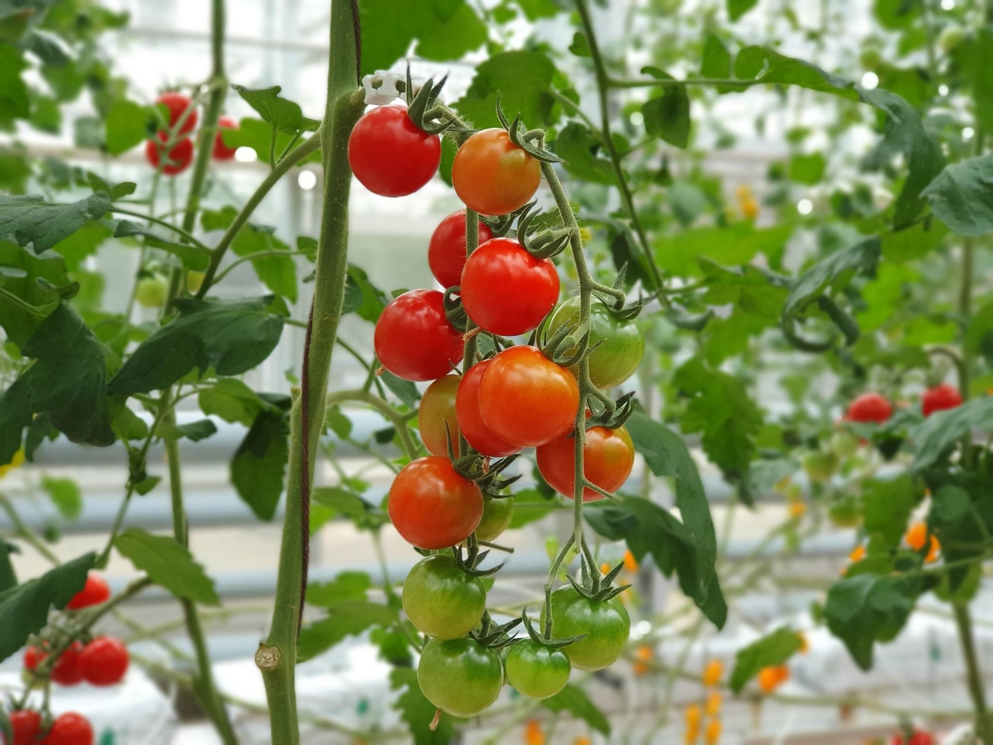 Tomatoes