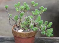 Sedum multiceps in the pot