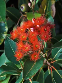 Red-flowering gum