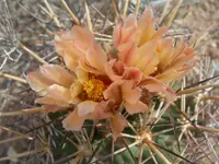 Pima Pineapple Cactus (Coryphantha robustispina) plant